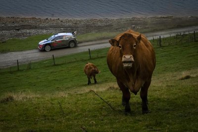 Wales Rally GB, ES10-11&nbsp;: une erreur retarde Neuville