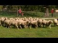 Vidéo - Vettel visite une ferme australienne