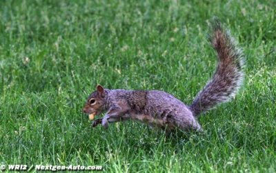 Des animaux sur le circuit de Montréal 