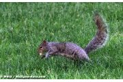 Des animaux sur le circuit de Montréal 