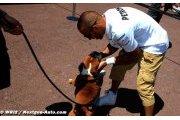 Mercedes should ban Hamilton's dog - Watson
