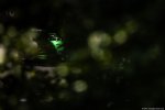 Photo 516/89