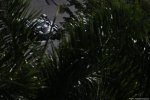 Photo 576/100