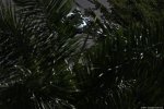 Photo 615/100