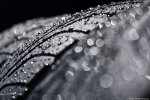 Photo 220/96